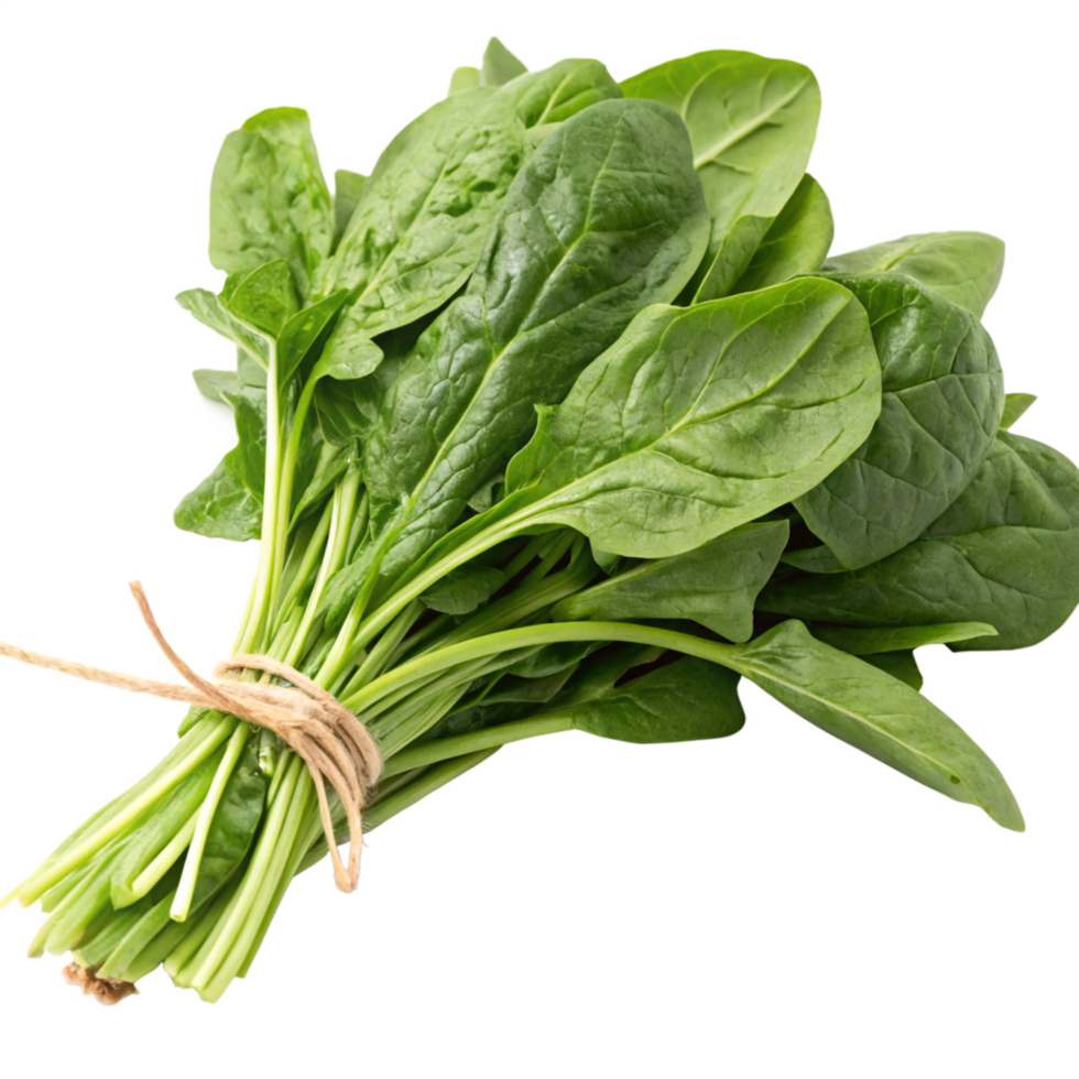 Fresh Spinach Bunch Vibrant Green Leaves Tied with Twine png