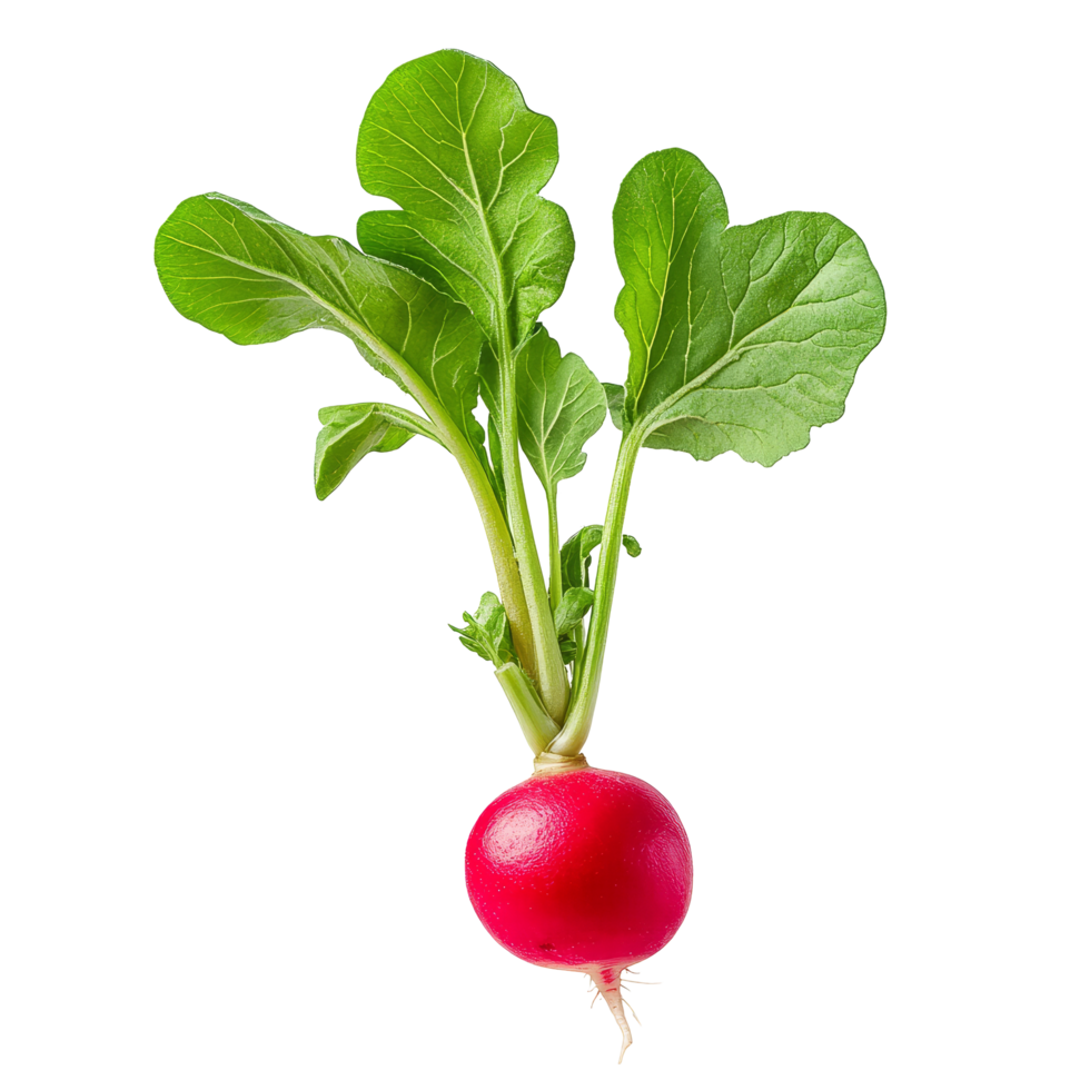 Fresh half small garden radish with green leaves isolated on a clean transparent background ready for culinary use, Half Small garden radish isolated on transparent background png