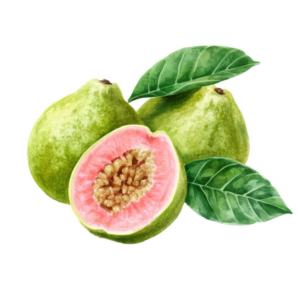 Fresh guava fruit with leaves on a bright transparent background showcasing its vibrant color and tropical appeal, Guava tropical fruit with leaf on transparent background png