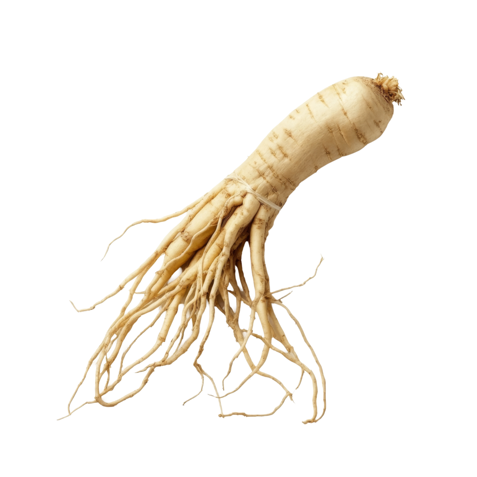 Ginseng root displayed on a transparent background showcasing its unique shape and natural texture, Ginseng on a transparent background png