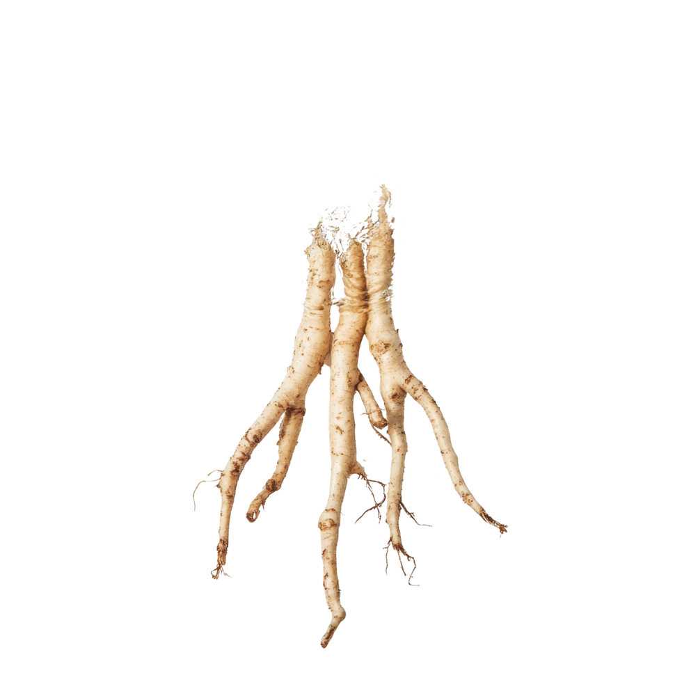 Fresh finger root submerged in clear water against a transparent background, showcasing its unique texture and roots, Finger root water on transparent background png