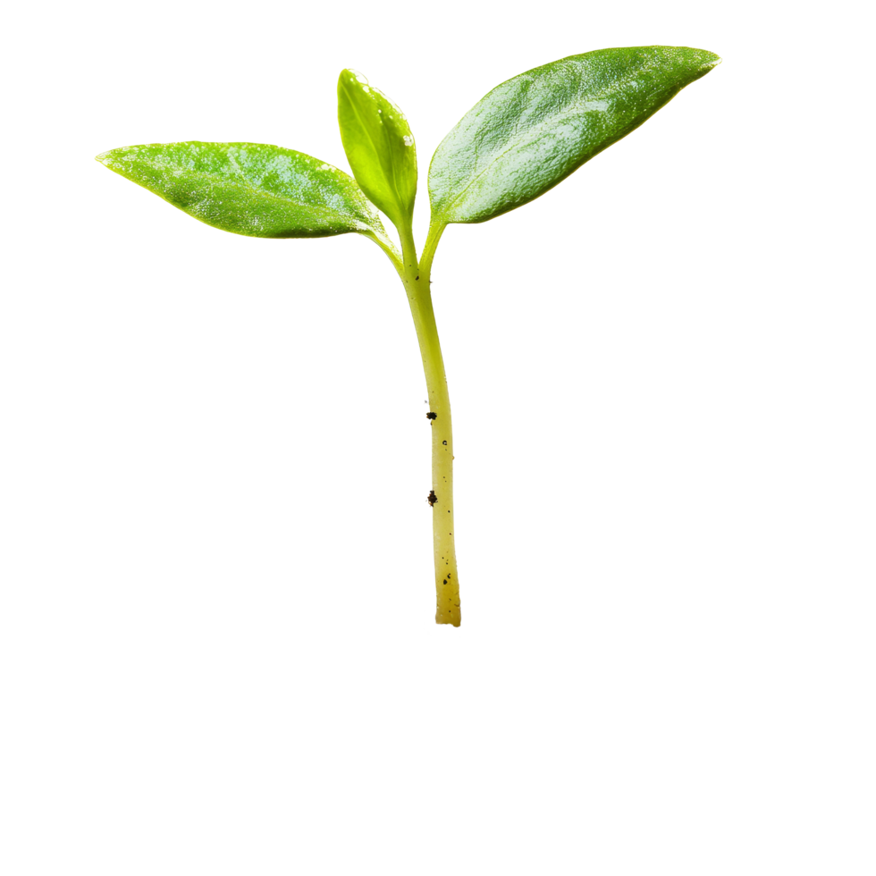 Young seedling sprouting from rich soil, showing vibrant leaves and healthy growth in isolation, young spout seedling growing out of soilisolated on transparent background png