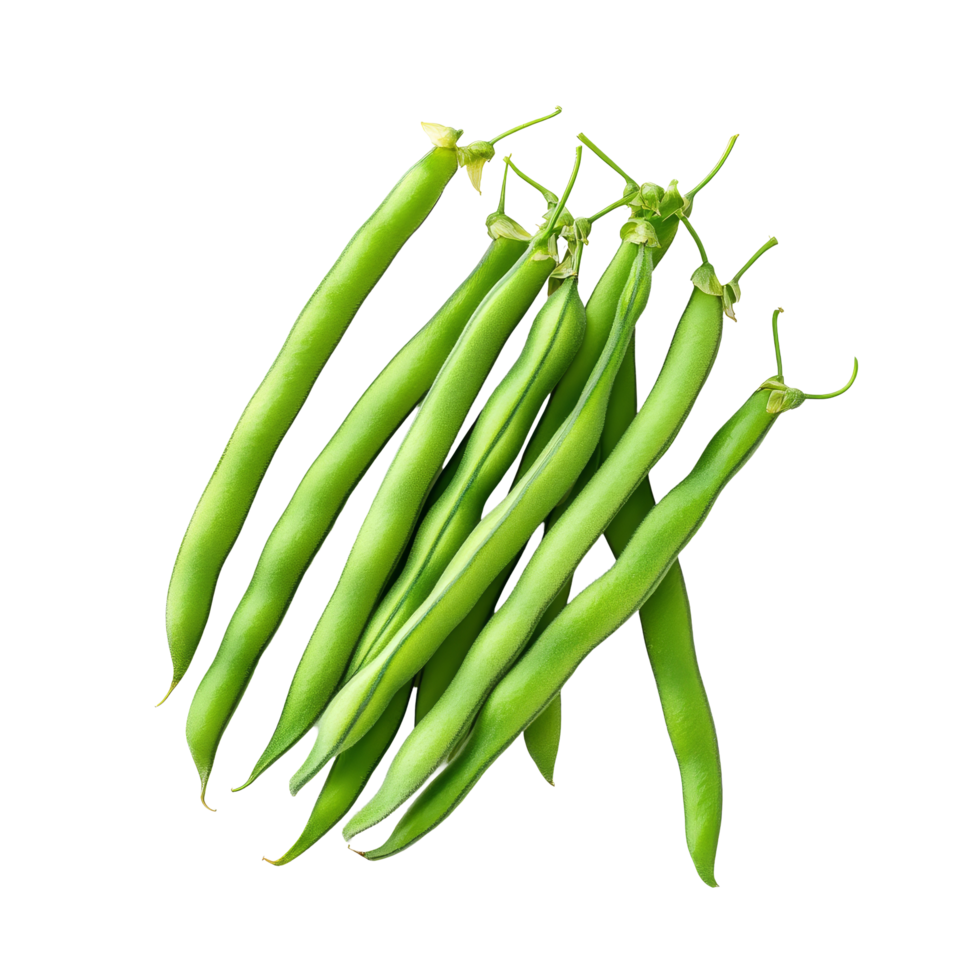 Fresh green bean seeds displayed on a clean transparent background suitable for planting or cooking, Green beans seeds on transparent background png