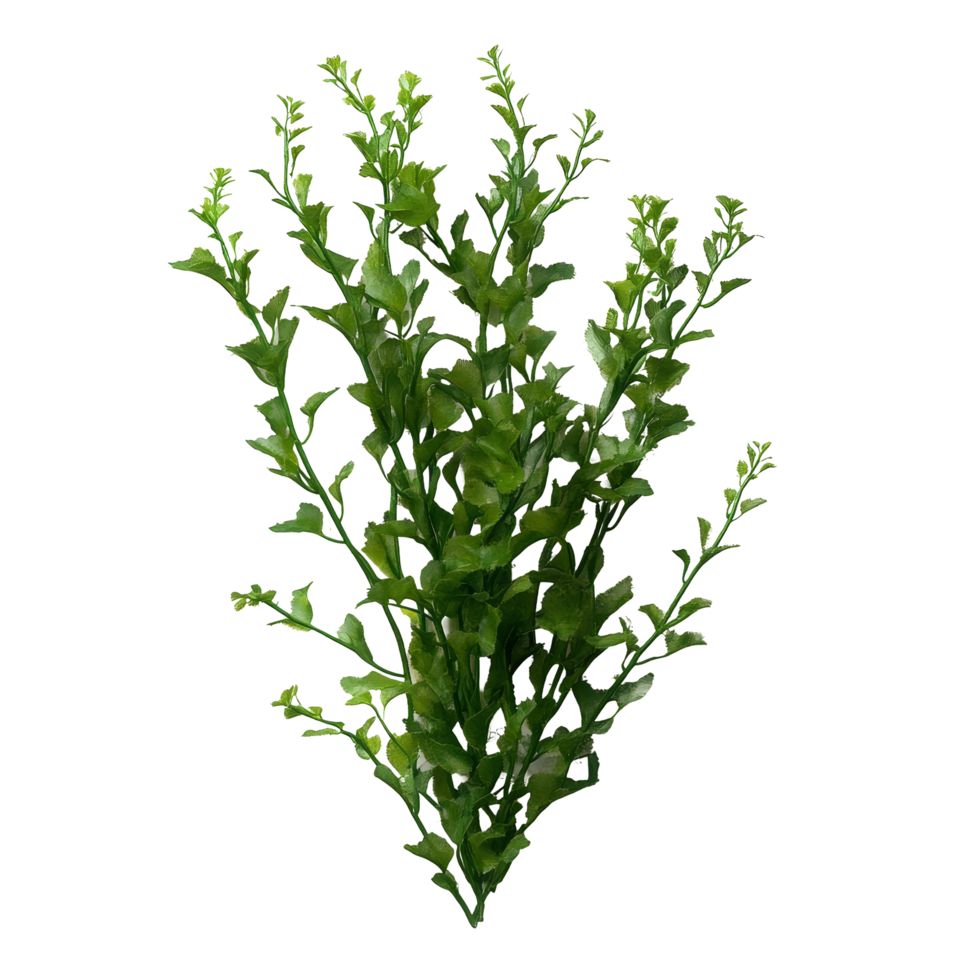 Isolated Potamogeton algae bush displaying vibrant green foliage in a botanical setting, Potamogeton green algae bush, file of isolated object with shadow on transparent background png