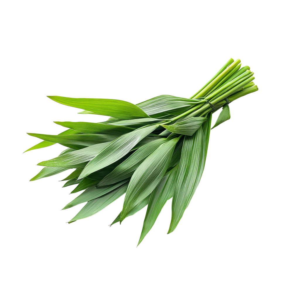 Fresh pandan leaves arranged in a bunch, isolated on a clean transparent background for culinary use and decoration, Fresh Pandan leaves isolated on transparent background png