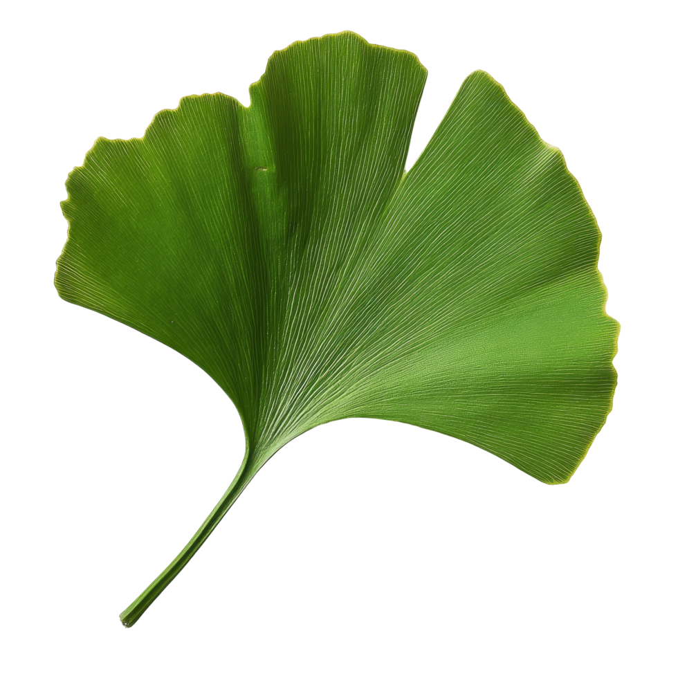 Ginkgo biloba leaf displayed on a smooth transparent background showcasing its unique fan shape and vibrant green color, Ginkgo biloba plant leaf on a transparent background png