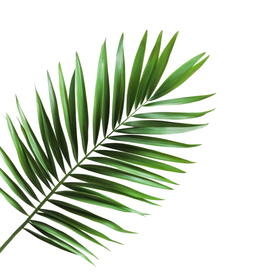 Tropical palm frond leaf resting on a clean transparent background, showcasing vibrant green hues and natural beauty, tropical nature green palm frond leaf on transparent backgroundfile png