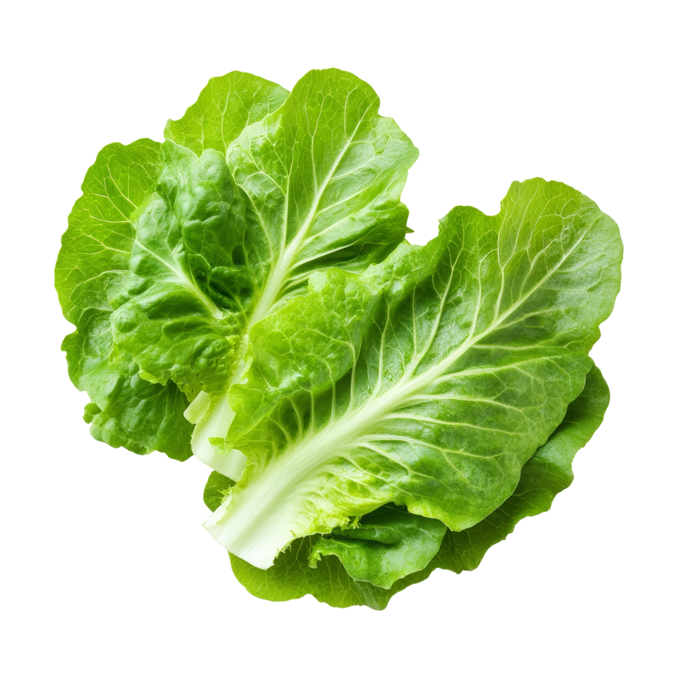 Fresh lettuce leaves arranged neatly on a transparent background ready for a healthy meal preparation or salad serving, fresh lettuce leaves on transparent background png