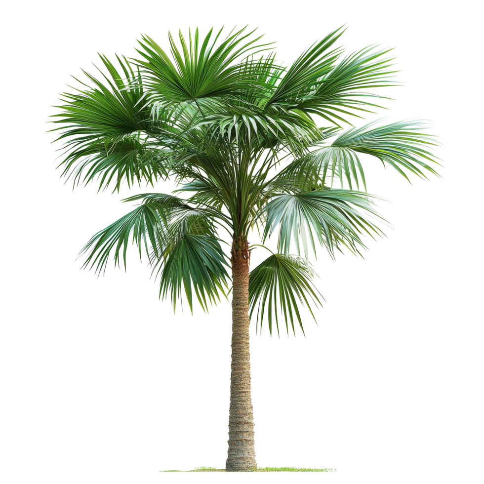 Asian Palmyra palm with lush green fronds isolated on a transparent background for botanical display, Asian Palmyra palm isolated on transparent background png