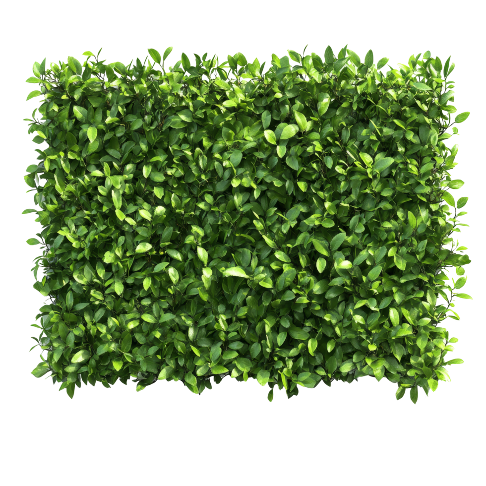 Lush green trimmed bush hedge providing privacy in a serene outdoor setting, green trimmed bush hedge fencing, file of isolated object with shadow on transparent background png