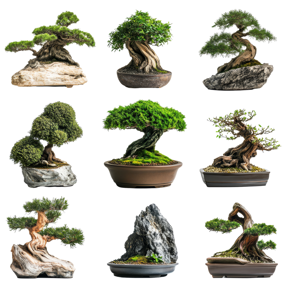 Bonsai trees arranged in decorative pots on a transparent background showcasing intricate artistry, Bonsai Trees in Pots on transparent background png