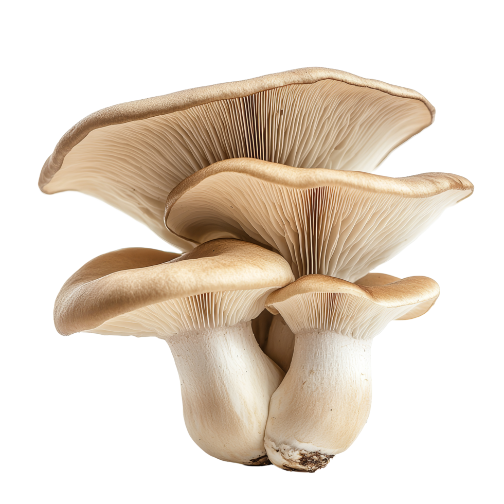 King oyster mushroom Pleurotus eryngii isolated on a transparent background showcasing its unique shape and texture, King oyster mushroom Pleurotus eryngii isolated on transparent background png