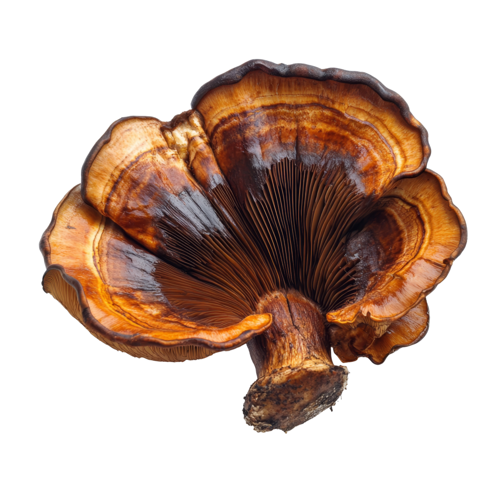Isolated lingzhi mushroom showcasing rich colors and intricate texture against a clean transparent background, Lingzhi Mushroom isolated on transparent background png