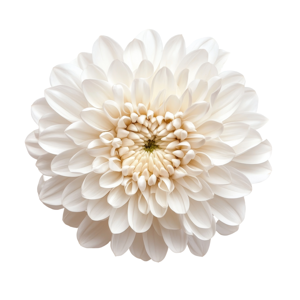 Elegant transparent chrysanthemum flower isolated on a bright background showcasing delicate petals and intricate textures, chrysanthemum flower on transparent background png