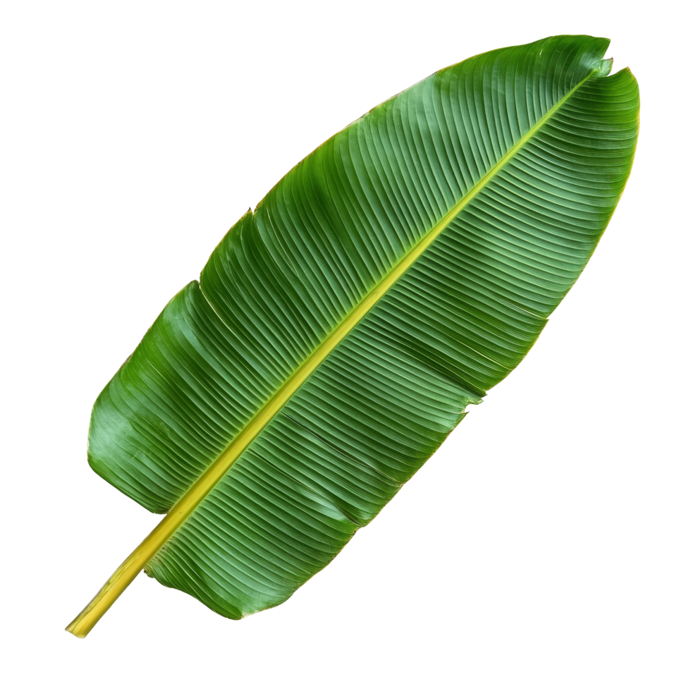 Isolated banana leaf on a transparent background showcasing its vibrant green color and distinctive shape, Banana Leaf isolated on transparent background png