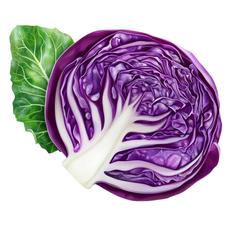 Red cabbage slice with a fresh green leaf isolated against a transparent background for culinary and dietary use, Red cabbage slice with leaf isolated on transparent background png