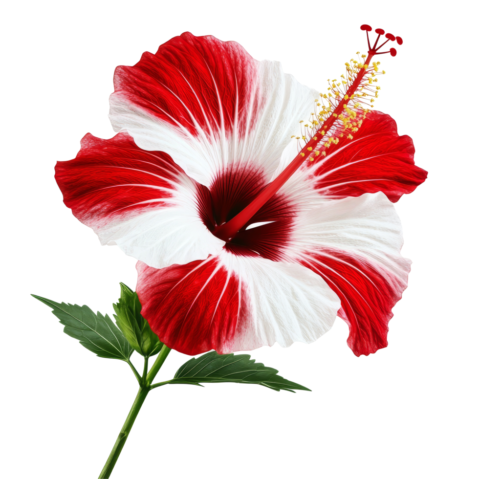 Vibrant red and transparent hibiscus flower with lush green leaves set against a plain transparent background, red and transparent hibiscus flower isolated on transparent background png