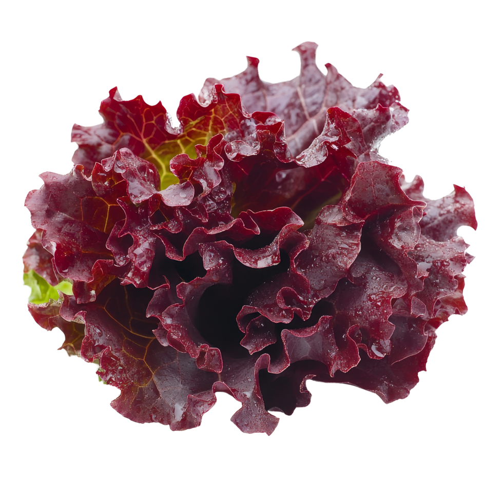 Fresh red lettuce showcasing rich color and crisp texture against a clean transparent background, Fresh red lettuce on transparent background png