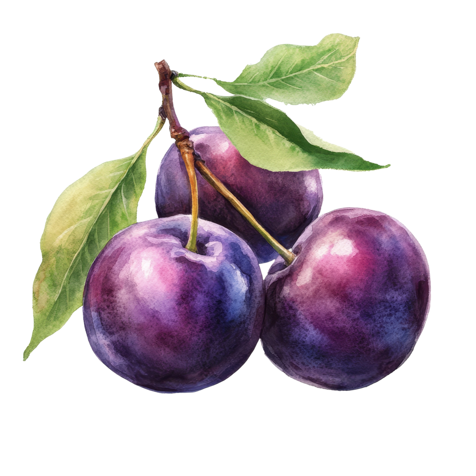 Watercolor drawing of fresh plums with green leaves on a transparent background, plums in drawing isolated on transparent background png
