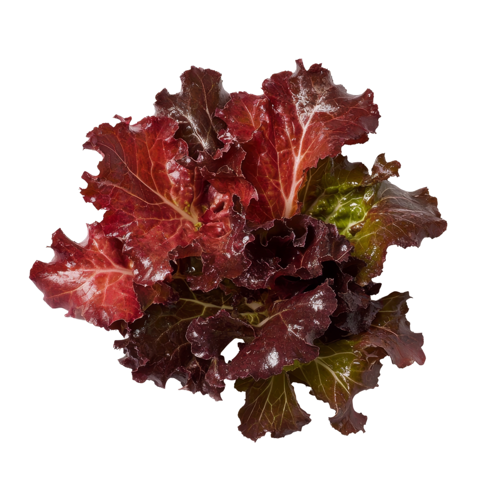 Fresh red oak leaf lettuce displayed against a clean transparent background for culinary inspiration and healthy eating, red oak leaf lettuce on transparent background png