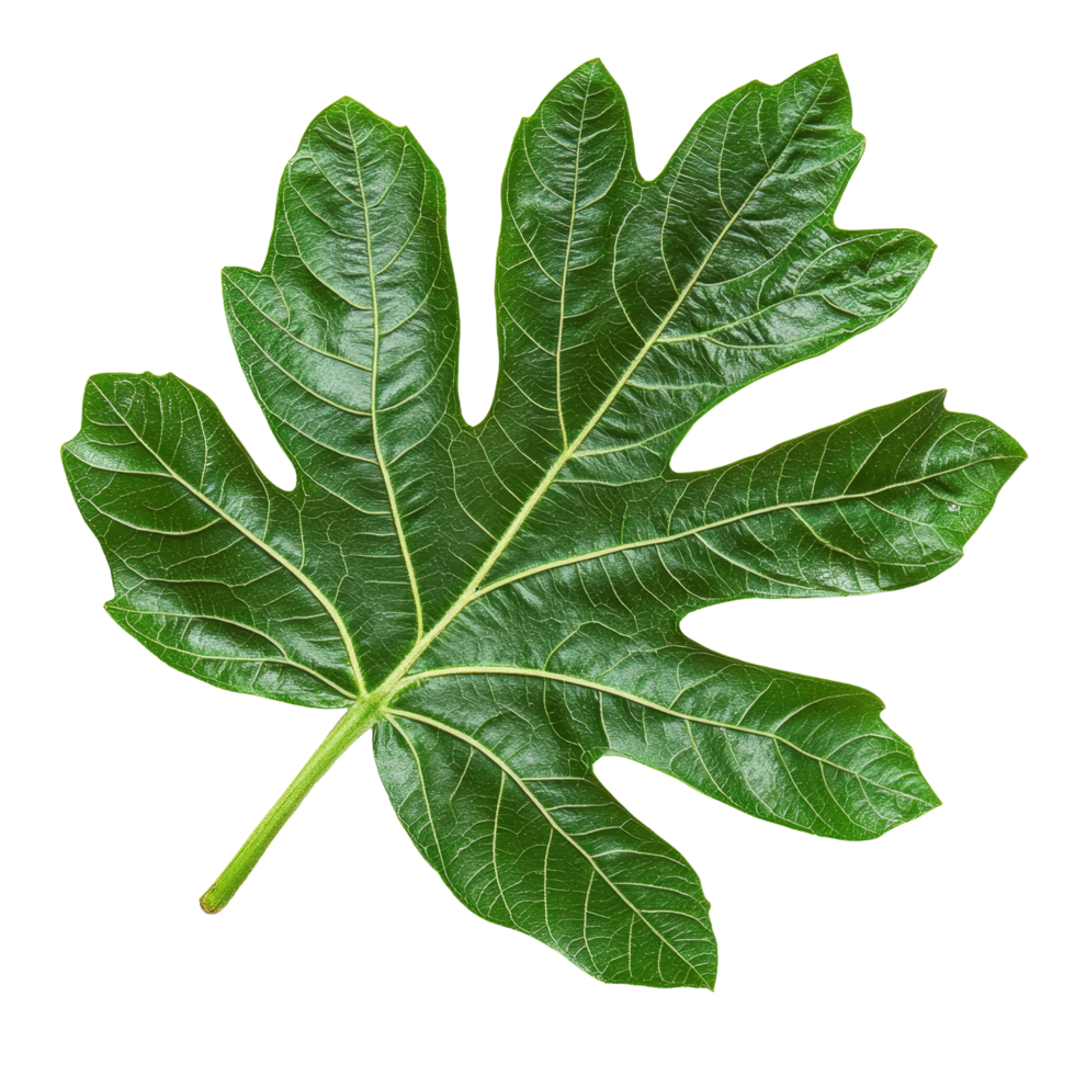 Stunning papaya leaf showcasing intricate patterns, isolated against a crisp transparent background for a fresh tropical feel, papaya leaf tropical isolated on transparent background png