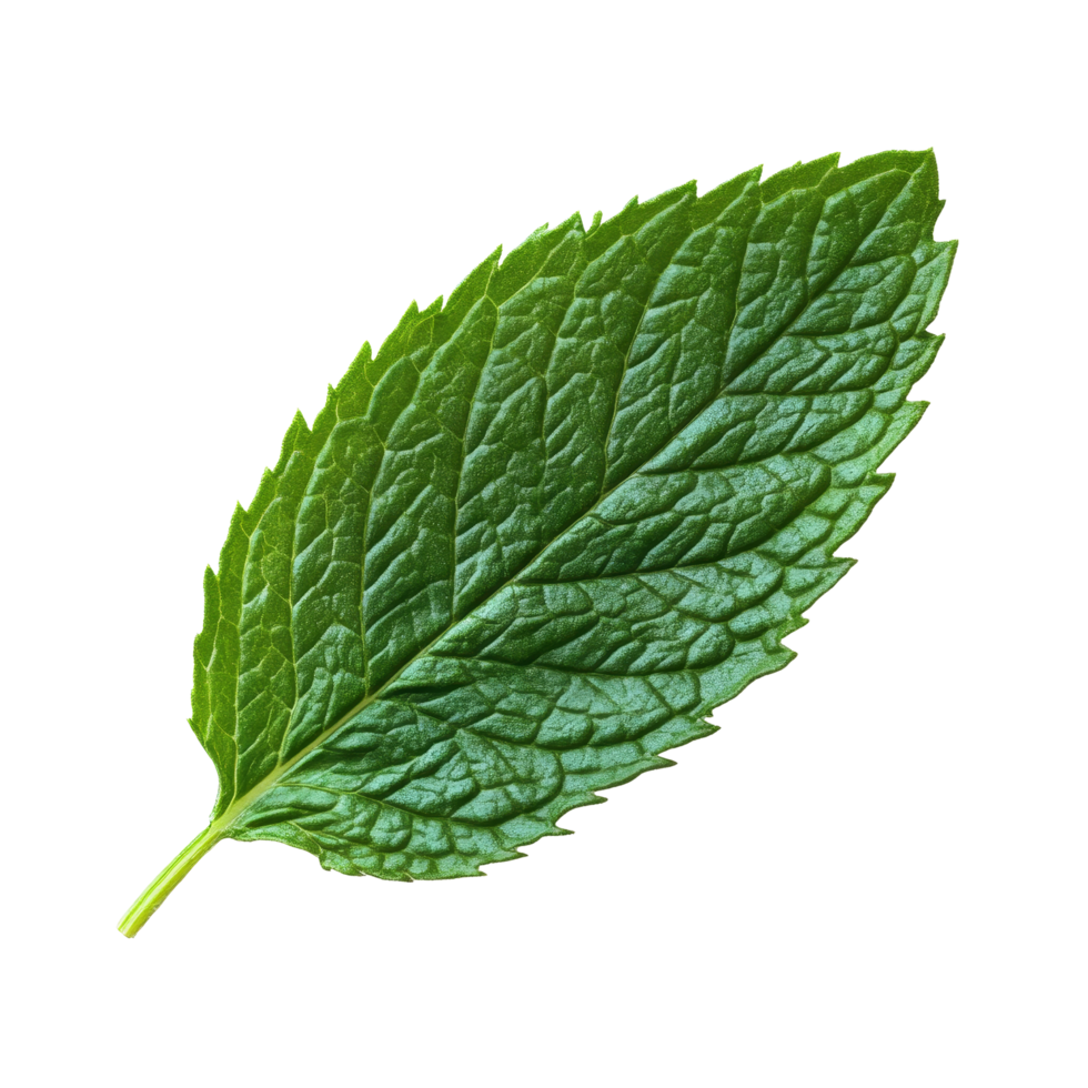 Fresh mint leaf displayed on a clean transparent background for culinary or decorative purposes, mint leaf on transparent background png