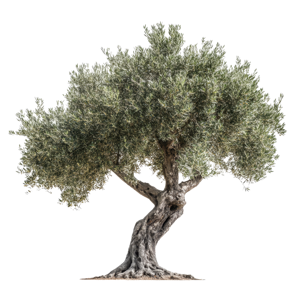 Isolated olive tree with twisted trunk on a bright transparent background showcasing its unique shape and leaves, Olive tree isolated on transparent background png