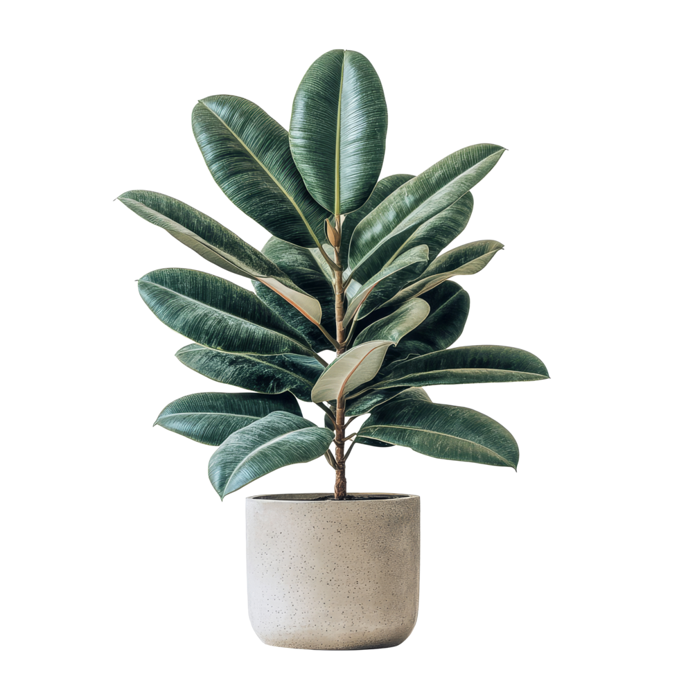 Beautiful rubber plant in a modern pot isolated against a clean transparent background for interior design inspiration, Rubber Plant in pot isolated on transparent background png