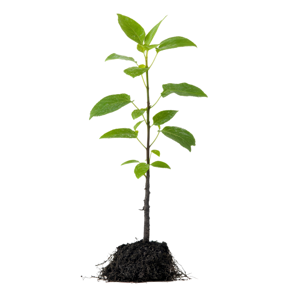 A young tree sapling with healthy roots growing in nutrientrich soil, ready for planting in a garden, Tree sapling or seedling with visible root against on transparent backgroundfile png