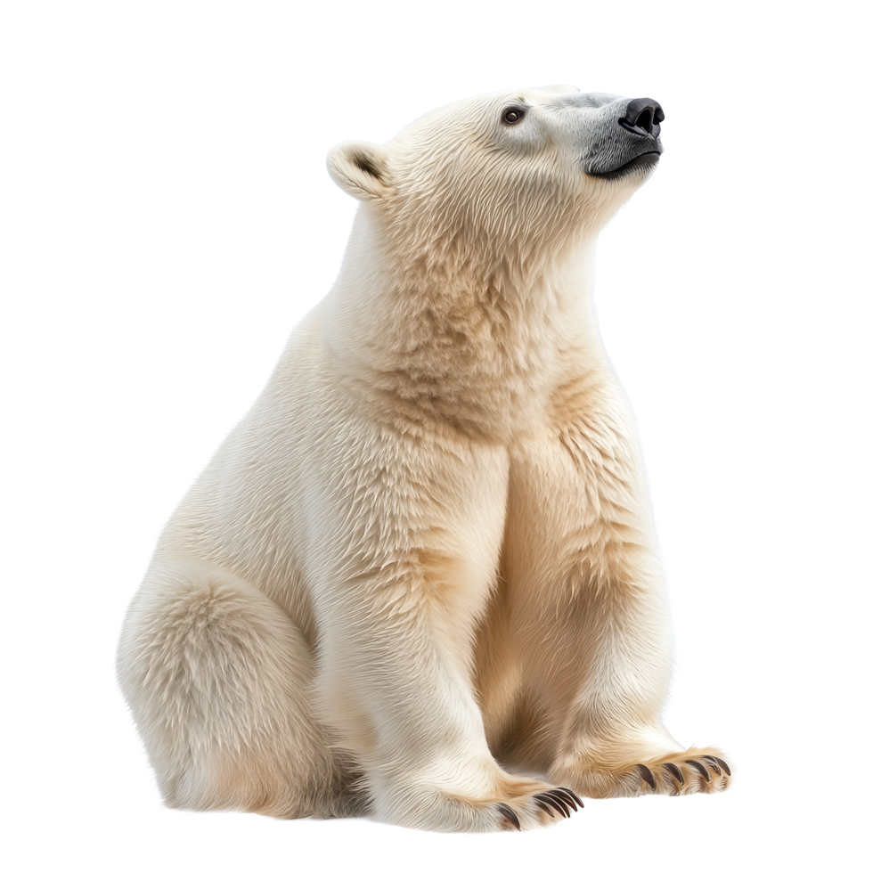 A majestic polar bear rests against a transparent backdrop, showcasing its beauty and fur texture, Polar bear isolated on transparent background png