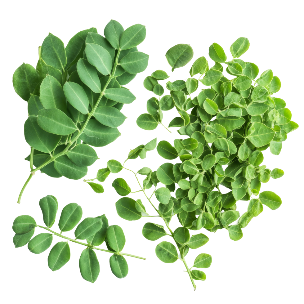 Fresh moringa leaves freshly harvested on a clean transparent background showcasing their vibrant green color and texture, moringa on transparent background png
