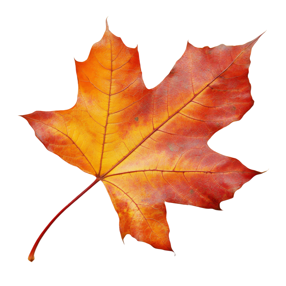 Single vibrant fall leaf isolated on a transparent background showcasing autumn colors, single fall leaves isolated on transparent background cutout png