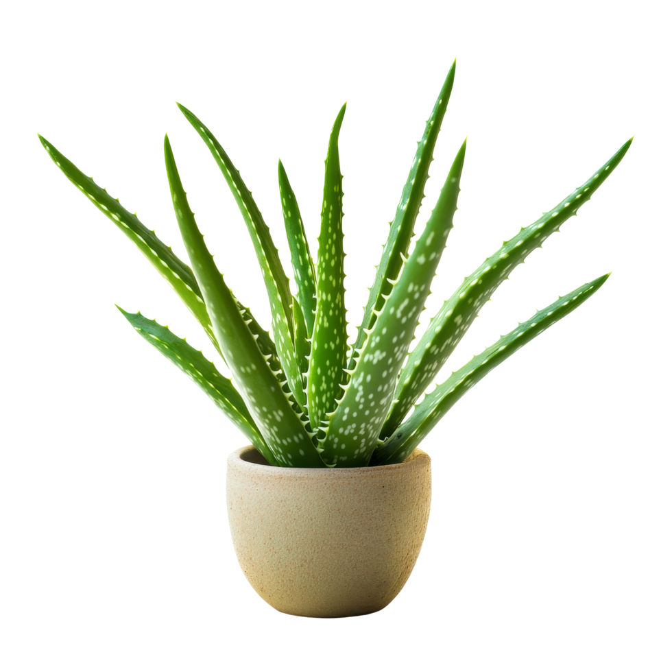 Curved aloe vera plant in a beige pot against a bright, neutral background, showcasing its unique form and texture, Interesting curve aloe vera plant isolated png