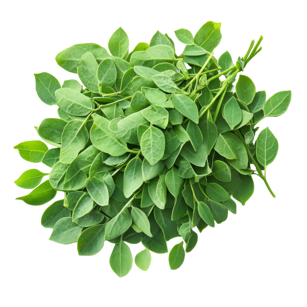 Fresh and vibrant moringa leaves showcasing their medicinal properties on a clean transparent background, Moringa leaves have medicinal properties on transparent background png