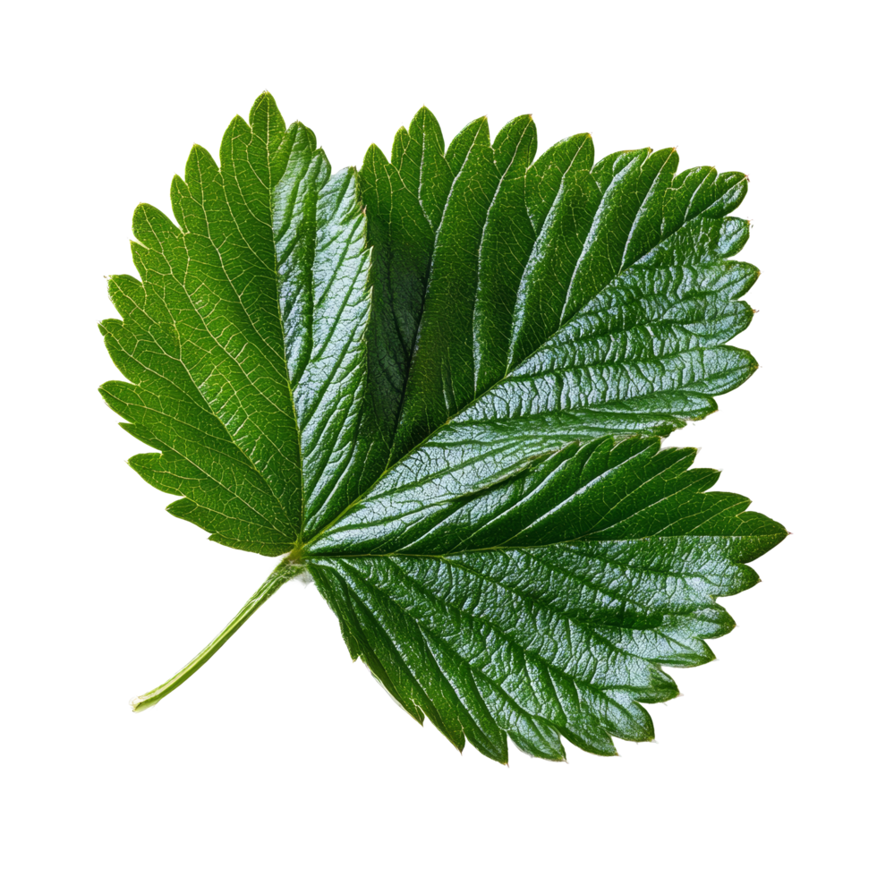 Fresh strawberry leaf isolated on transparent background showcasing vibrant green color and intricate leaf texture, fresh strawberry leaf isolated on transparent background png