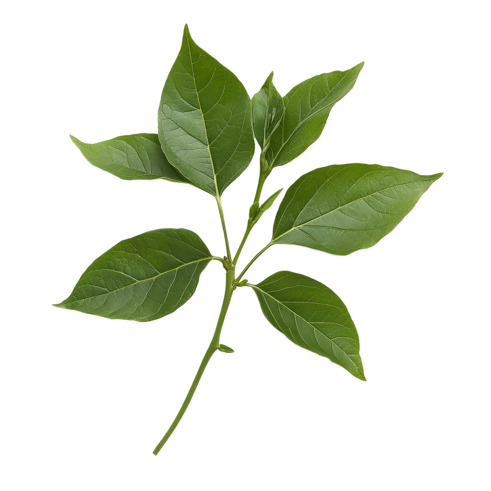 Piper sarmentosum leaves isolated on a transparent background for botanical and culinary exploration, Piper sarmentosum isolated on transparent background png