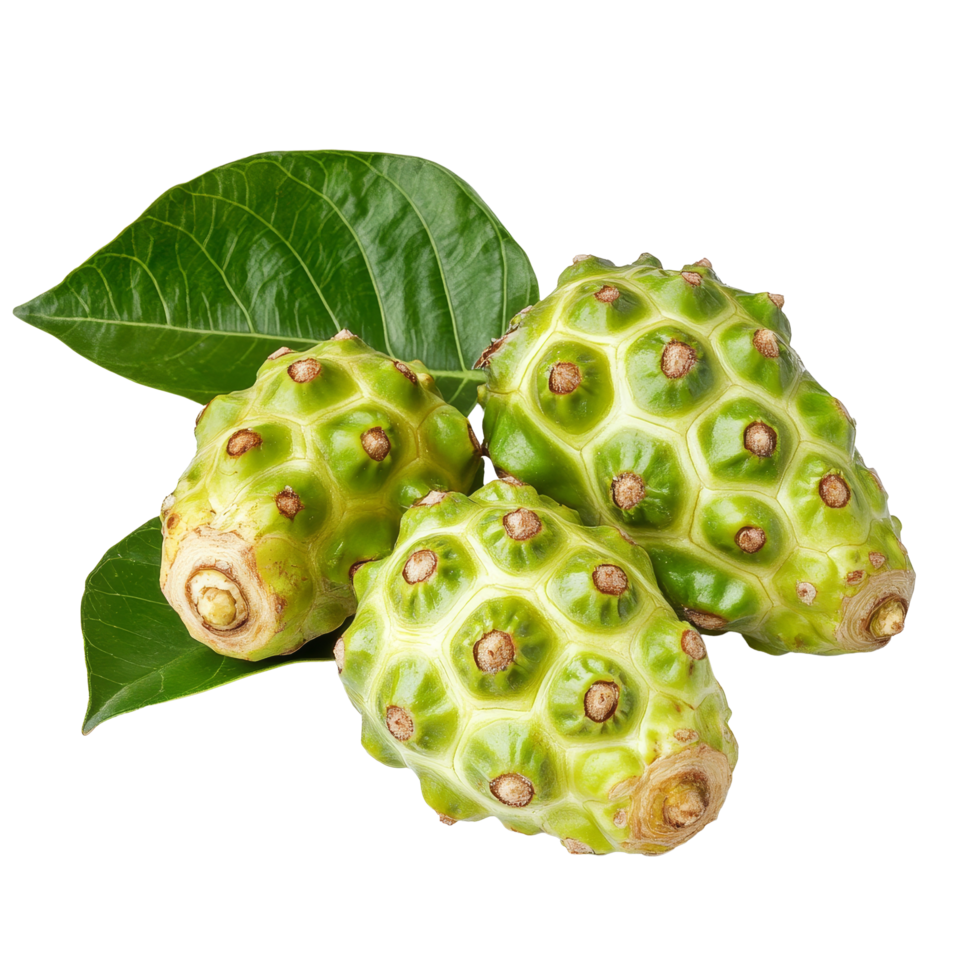Fresh noni fruit with vibrant green skin and leaves isolated on a transparent background for nutritional purposes, Noni fruit on transparent background png