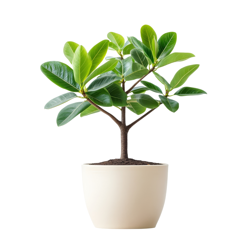 Small potted tropical plant thriving indoors against a clean transparent background for indoor decoration and ambiance, small potted indoor tropical plant isolated on transparent background png