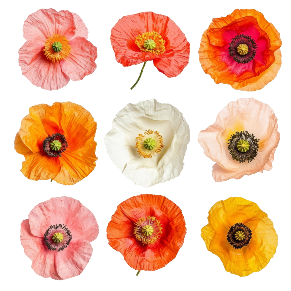 A vibrant collection of poppy flowers in various colors arranged on a transparent background for artistic display, poppy flowers isolated on transparent background png