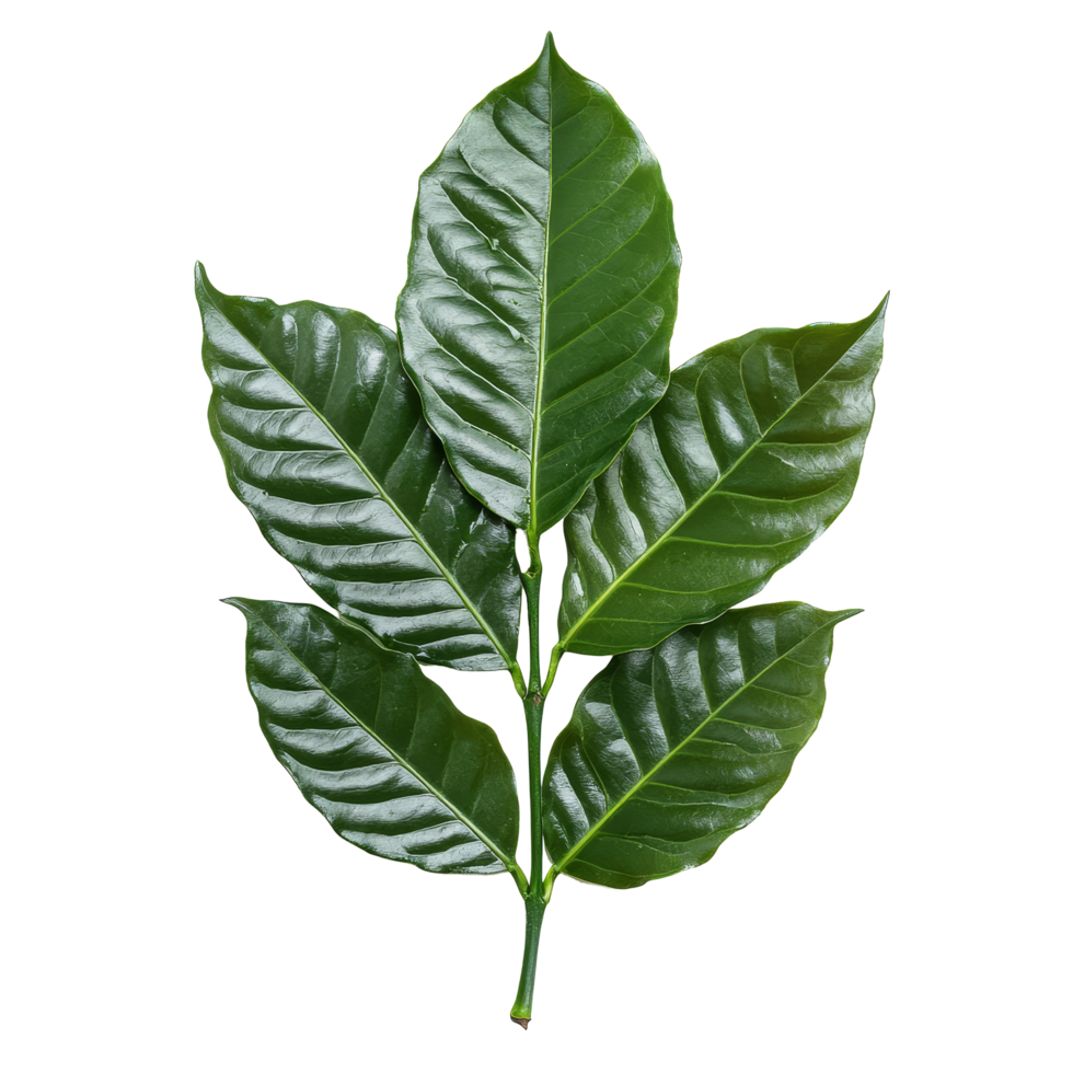 Isolated coffee leaves displayed on a transparent background showcasing their vibrant green colors and unique texture, coffee leaves isolated on transparent background png