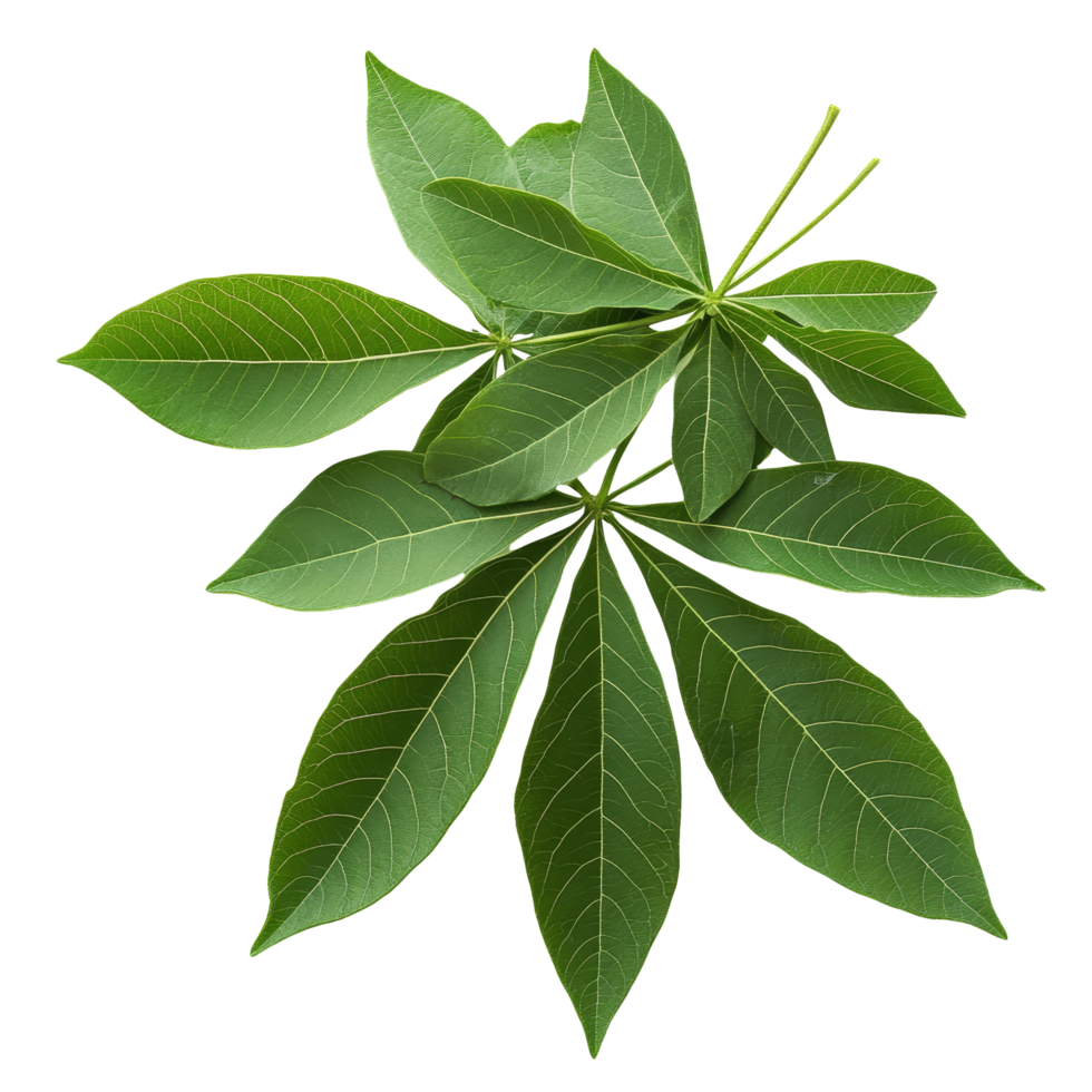 Fresh cassava leaves displayed against a transparent background with a hint of color adding vibrant contrast, Cassava leaves transparent background png