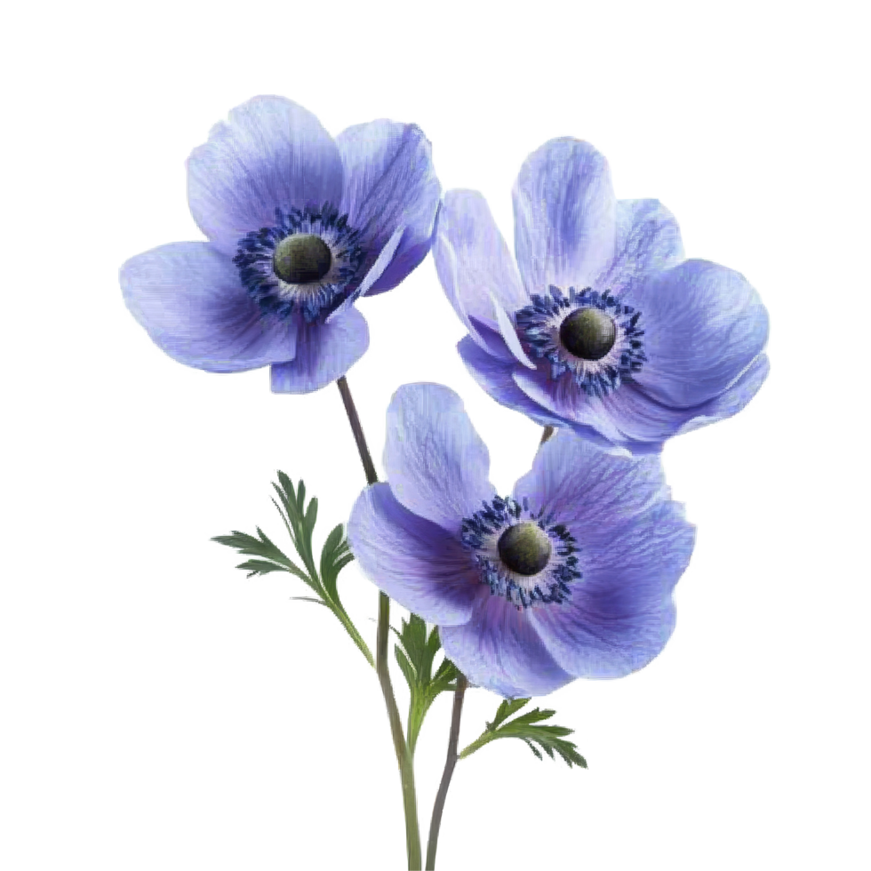 Beautiful anemone flowers in soft purple tones isolated on a clean transparent background, of anemone flowers isolated against a transparent background png