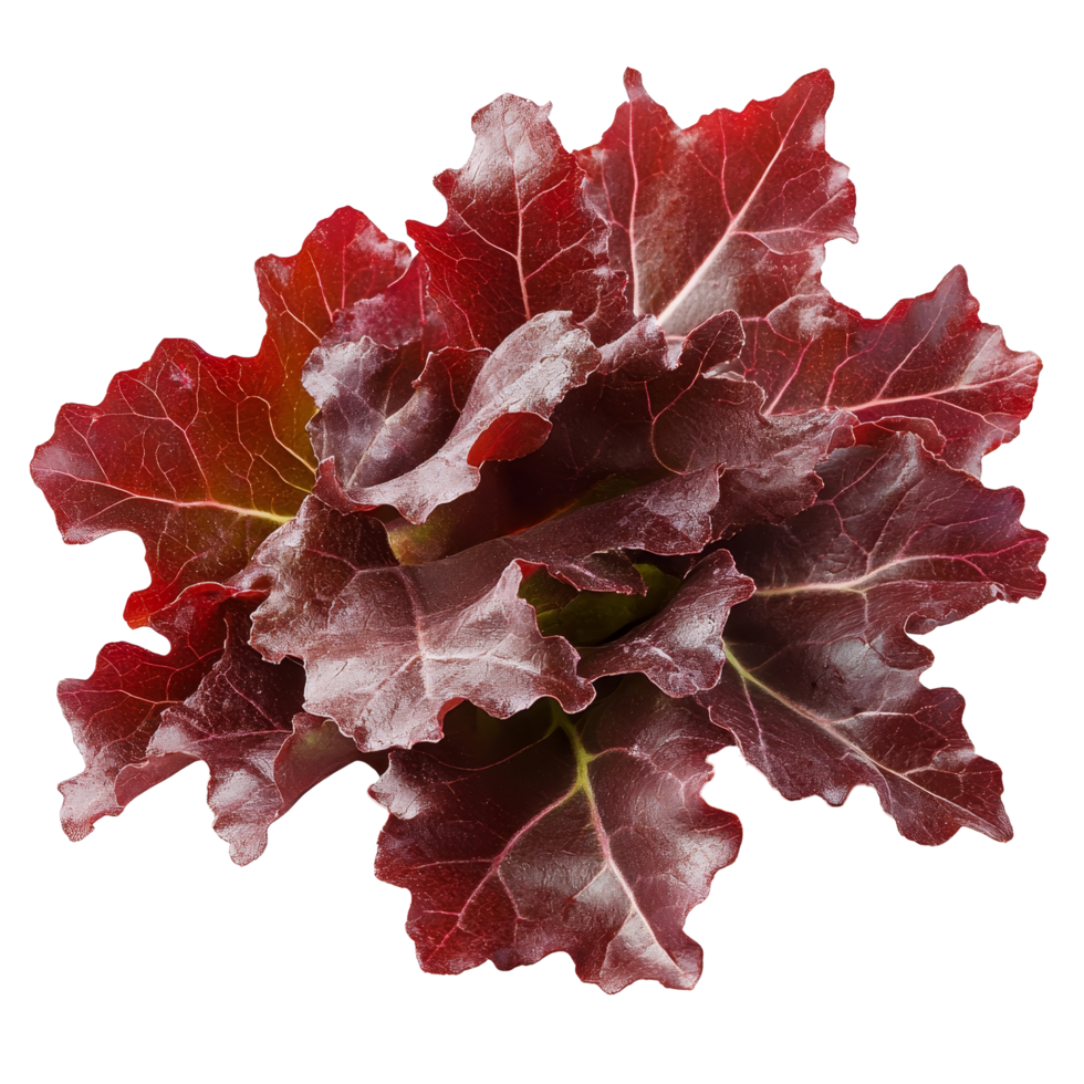 Fresh red oak leaf lettuce isolated on a transparent background for culinary presentations and healthy recipes, Red oak leaves lettuce isolated on transparent background png