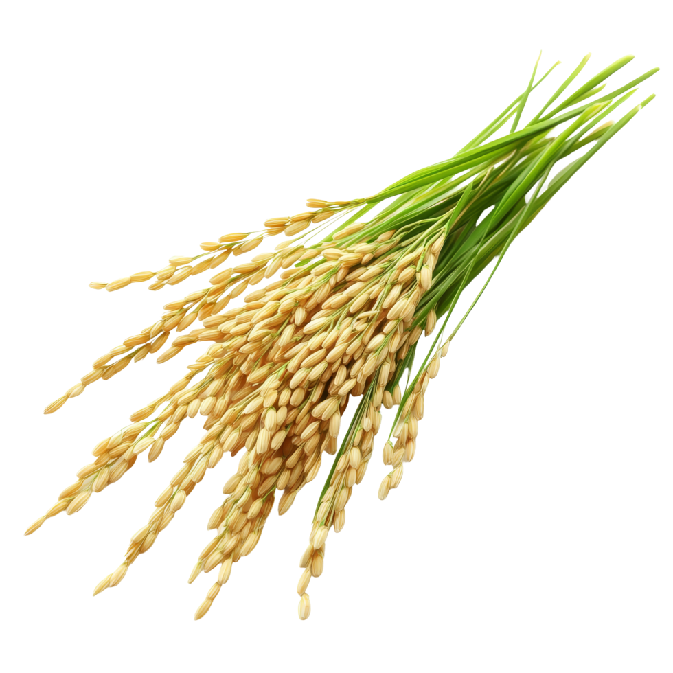 Fresh paddy rice stalks isolated on a transparent background showcasing agricultural produce and natural bounty, paddy rice isolated on on transparent background png