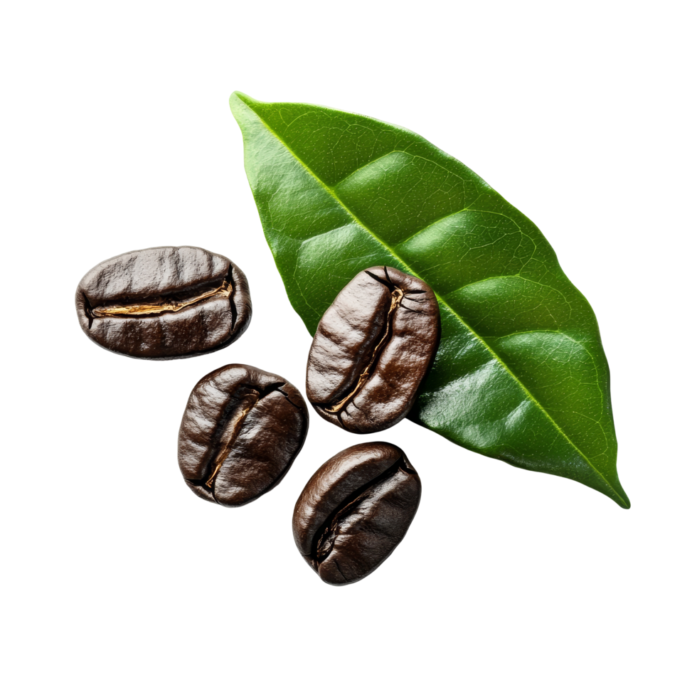Fresh coffee beans with green leaf on a bright transparent background, showcasing vibrant colors and textures, fresh coffee beans with leaf on transparent background png
