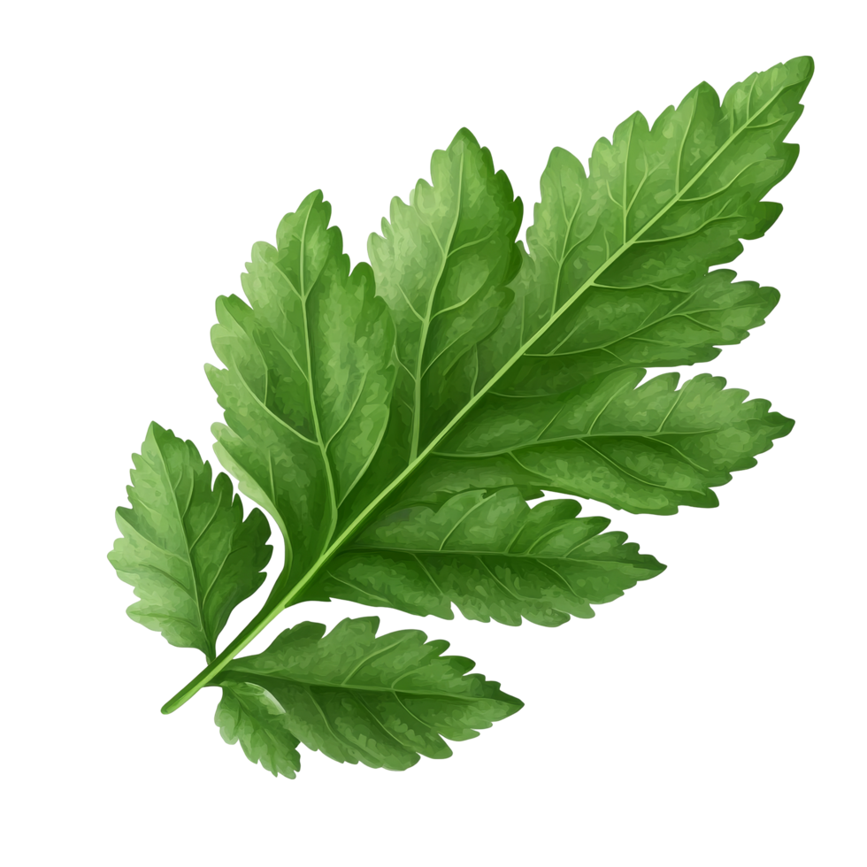 Fresh celery mint parsley leaf isolated against a transparent transparent background, showcasing its vibrant green color and intricate leaf structure, Celery Mint Parsley leaf isolated on trransparent png
