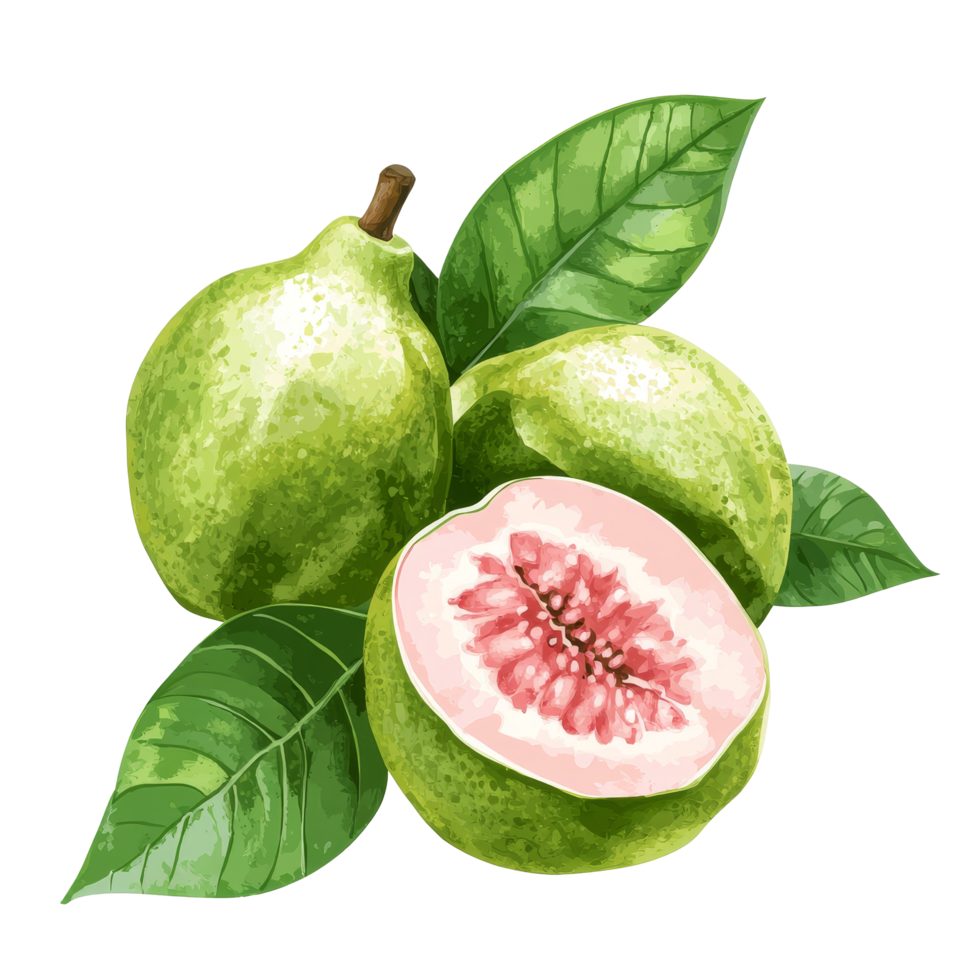 Fresh guava fruit with vibrant green leaves displayed on a clean transparent background in natural light, Guava fruit with leaf on transparent background png