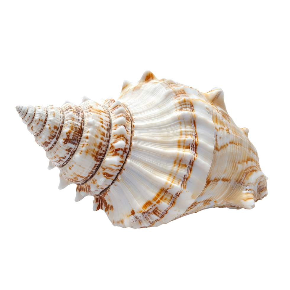 Beautiful isolated seashell resting on a transparent background showcasing its intricate details and natural patterns, Isolated seashell on transparent background png