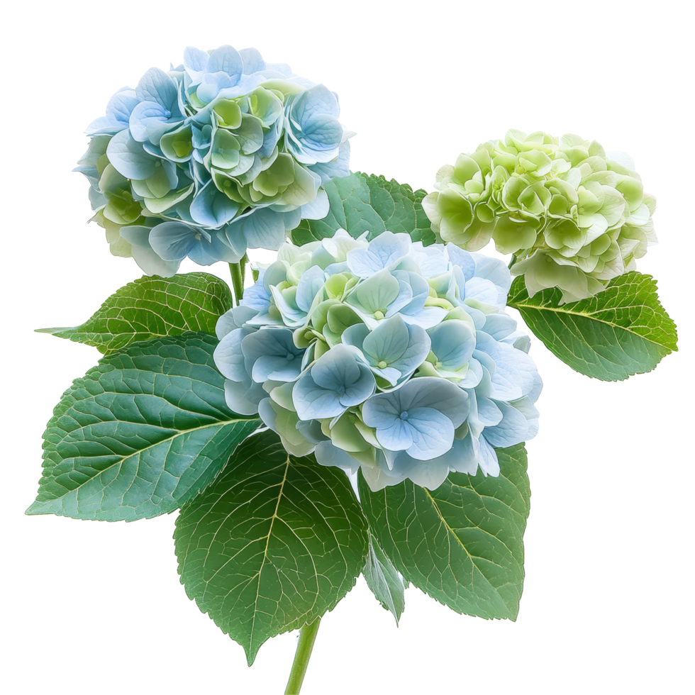 Elegant soft blue and green hydrangeas on a transparent background for a fresh presentation, hydrangeas flower isolated on transparent background png