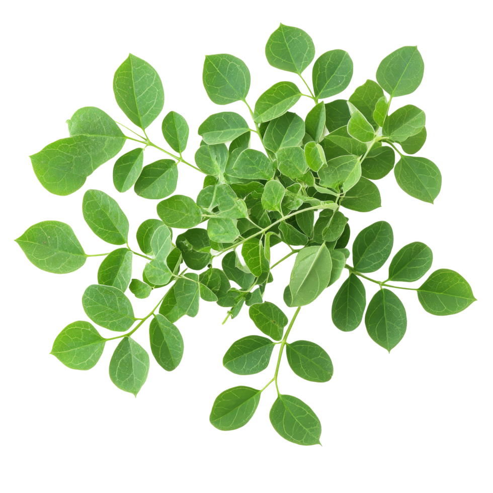 Fresh moringa leaves on a transparent background, displaying their vibrant green color and healthy look, Moringa leaves on transparent background png